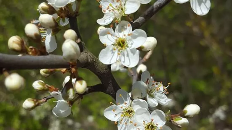 Vårbild vit blomma på trädgren crop