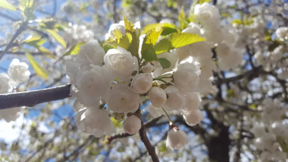 Vårbild vit blomma på trädgren