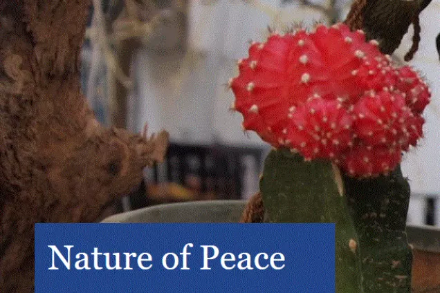 Nature of Peace website image